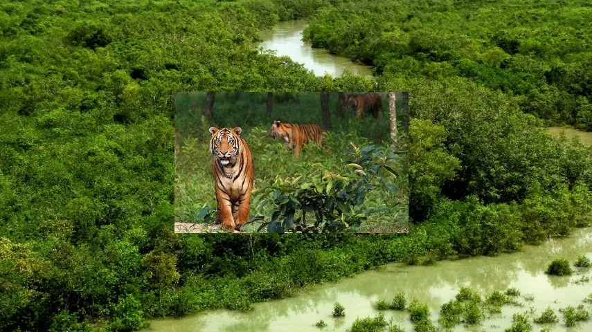 Sundarbans is expanding and Tiger population growing